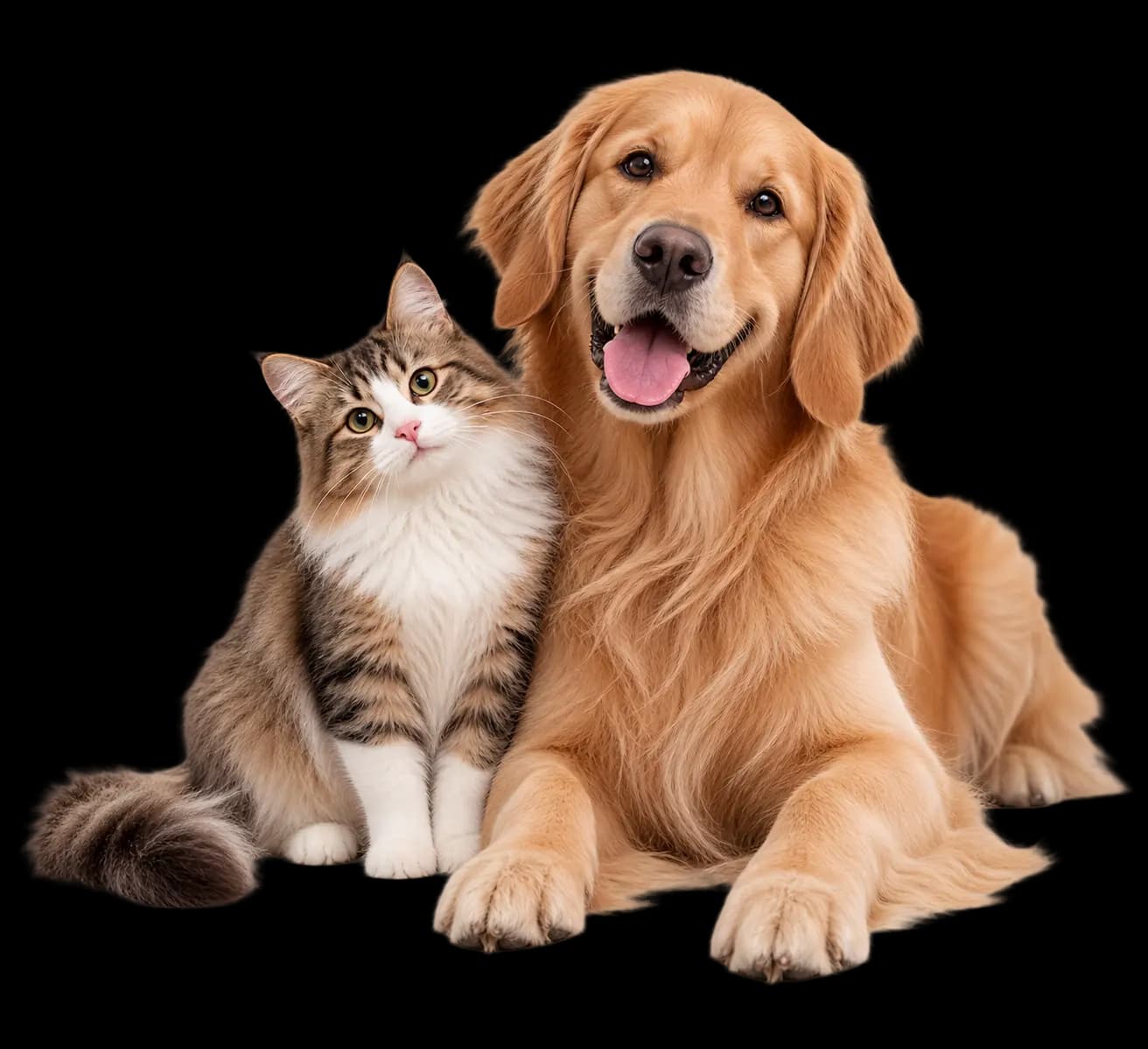 Apricot cockapoo and cream-and-ginger cat sitting together